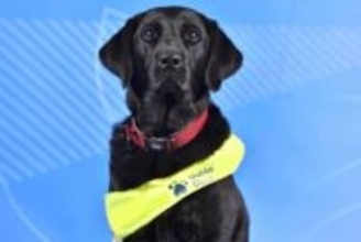 補助犬、パラ選手の生活支える　「四本足のチームメート」