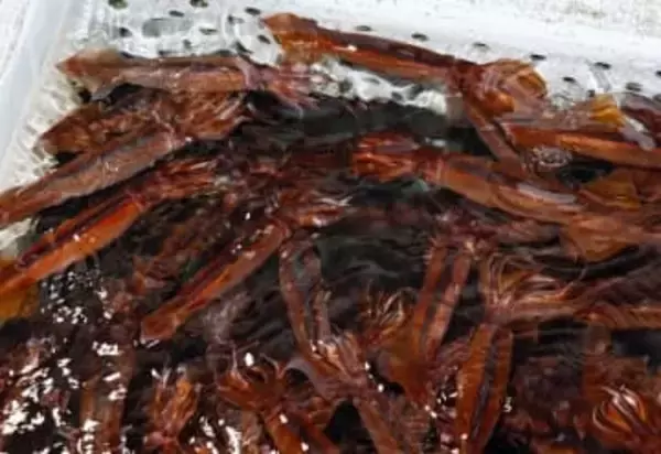 スルメイカ、小型漁船で取り過ぎ　水産庁の停止命令前に大幅超過