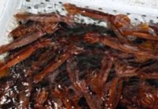 スルメイカ、小型漁船で取り過ぎ　水産庁の停止命令前に大幅超過