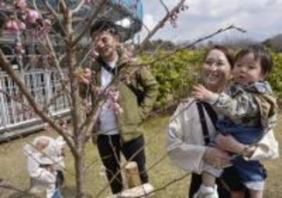 香る早咲き桜、鳥取で見頃　目と鼻で楽しむ「春めき」