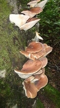 毒キノコ、身近にあります　食用とそっくり、確認必要