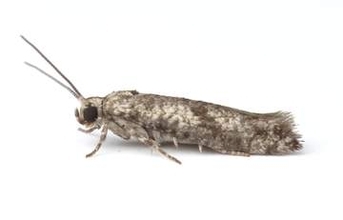 レモン食べる外来ガ確認　九大、国内拡大に警鐘
