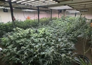 大麻1083株栽培疑い、北海道　1億円相当、男2人再逮捕