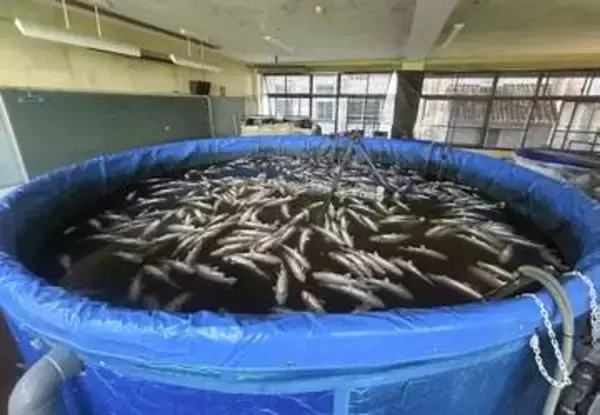 「教室育ちサーモン」千匹が全滅　今春出荷開始、地震の停電で酸欠