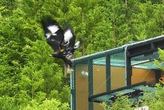 ニホンイヌワシ1羽放鳥　宮城、飼育下から野生復帰