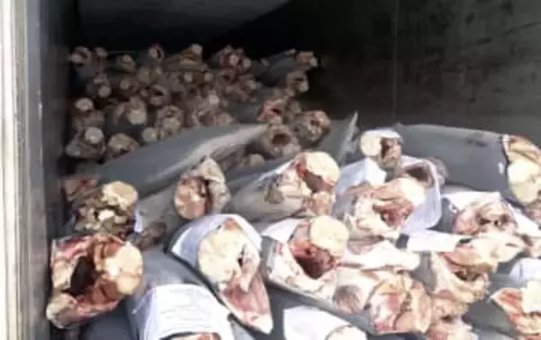 冷凍アオザメ、密輸未遂の疑い　税関、仙台地検に告発