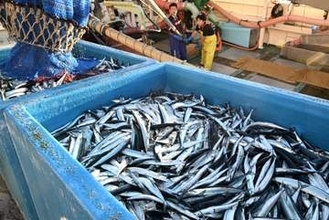 今年のサンマ、来遊減少　小ぶり、不漁傾向続く