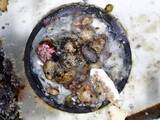 「ボトルキャップが生物の「船」に　海洋ごみ経路解析、防除へ」の画像1