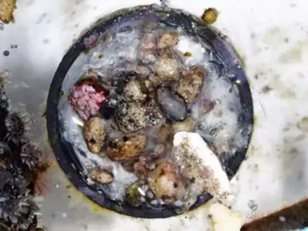 ボトルキャップが生物の「船」に　海洋ごみ経路解析、防除へ