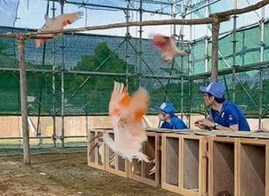 能登で本州2例目のトキ放鳥　ケージ開放、2羽が飛び立つ