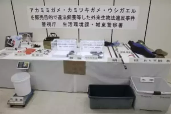 アカミミガメを販売目的で飼育　会社経営の女性ら書類送検