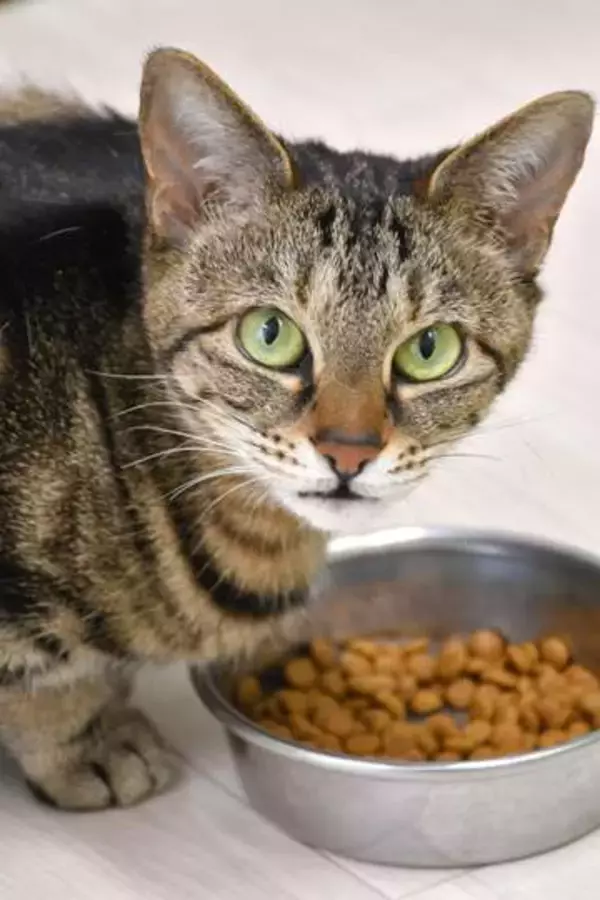 猫の食べむら、匂いが鍵？　工夫で量回復、岩手大実験