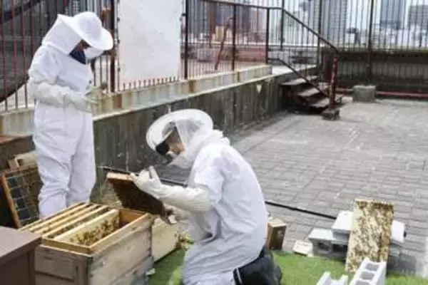 名古屋市役所屋上で蜂蜜採れる？　ミツバチ育成中