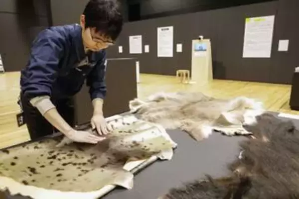 触って見て聴くアイヌ文化　ウポポイの博物館で展示