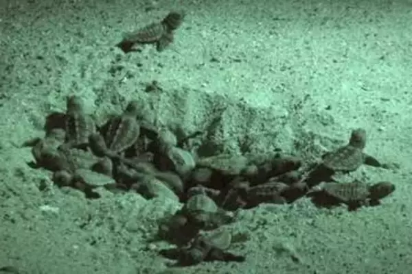 ウミガメ産卵「もう一度」、強い願い　兵庫県明石市、消灯や清掃で環境整備