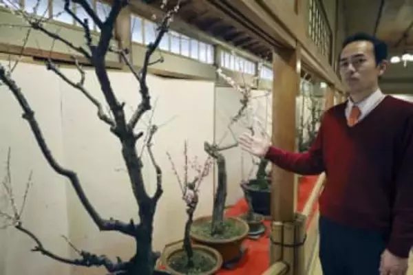 高知の老舗料亭で盆梅が見頃　「春の足音感じて」