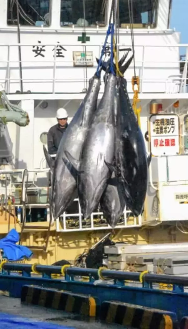 4月からクロマグロ陸揚げ港制限　30キロ以上、違法流通阻止へ