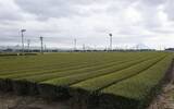 「【独自】お茶輸出71年ぶり1万トン超　25年、抹茶ブームで急増」の画像1