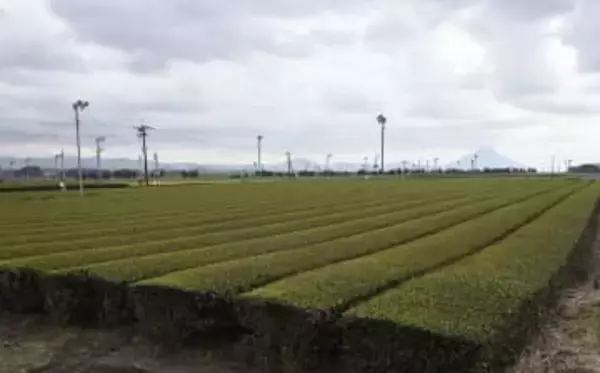【独自】お茶輸出71年ぶり1万トン超　25年、抹茶ブームで急増