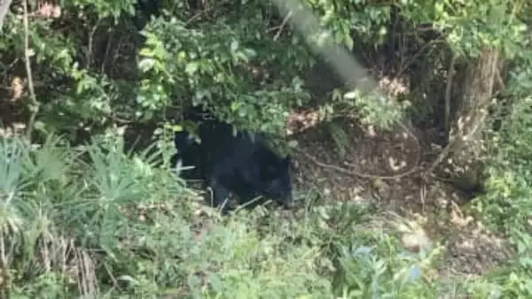 クマ、栄養状態良好でも人里出没　放置果樹が主因、東京農工大など
