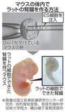 「マウス体内にラットの腎臓　胚にES細胞注入し作製」の画像1