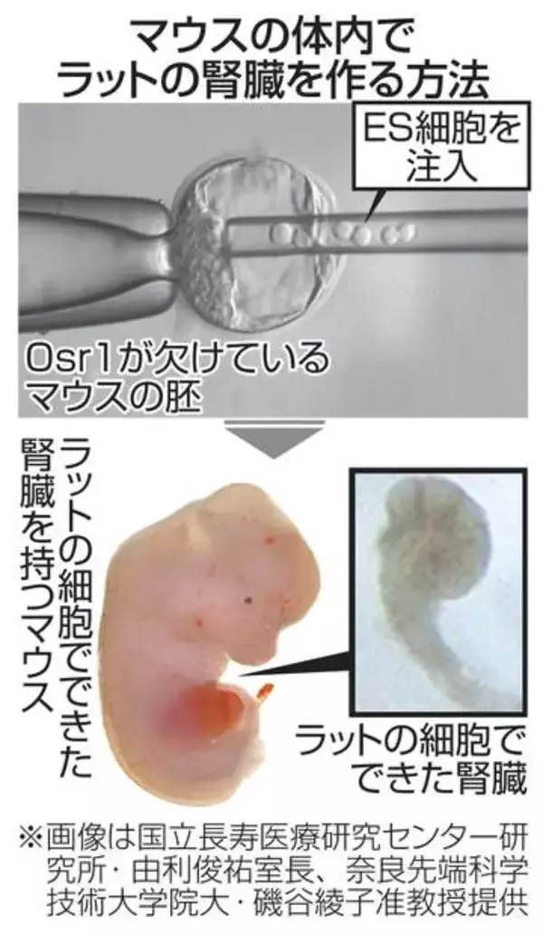 マウス体内にラットの腎臓　胚にES細胞注入し作製
