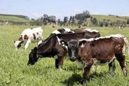 NZ、牛や羊のげっぷ課税中止　アーダン政権の目玉改革を一掃