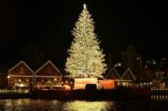 函館、巨大ツリーの点灯始まる　港町がクリスマスの装い