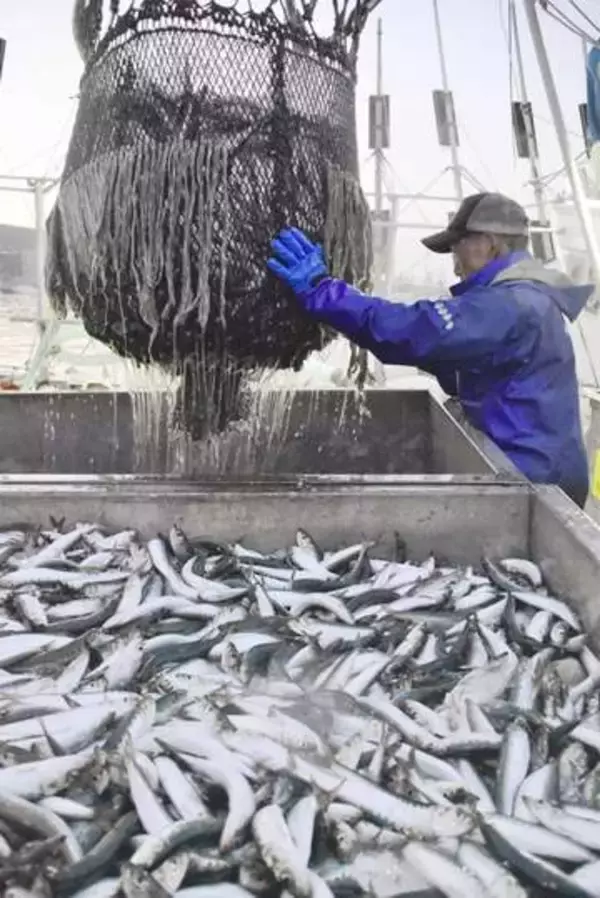 マイワシ漁業者、認証取得を断念　国際的な乱獲防止の仕組み整わず