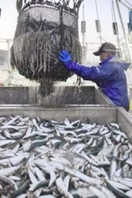 マイワシ漁業者、認証取得を断念　国際的な乱獲防止の仕組み整わず