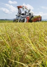 業務用米生産者へ支援検討　国産回帰へ競争力強化