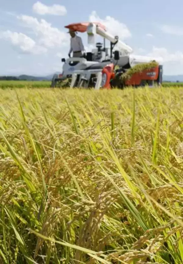 業務用米生産者へ支援検討　国産回帰へ競争力強化