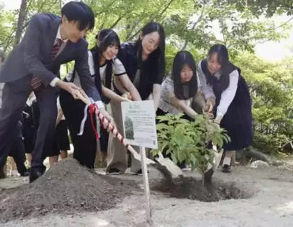 被爆クスノキ、生徒発案で植樹　名古屋の椙山女学園