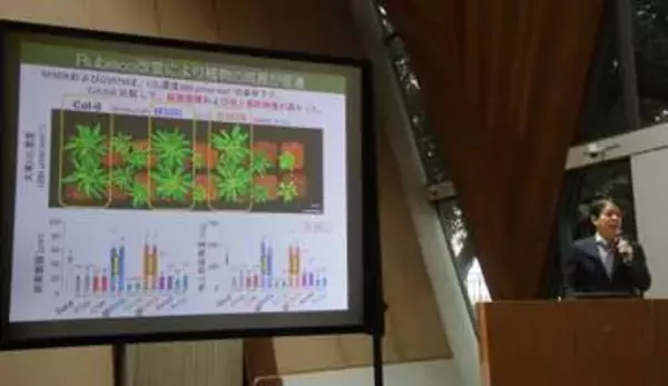 ゲノム編集で光合成強化　成長促進、種の量増加も
