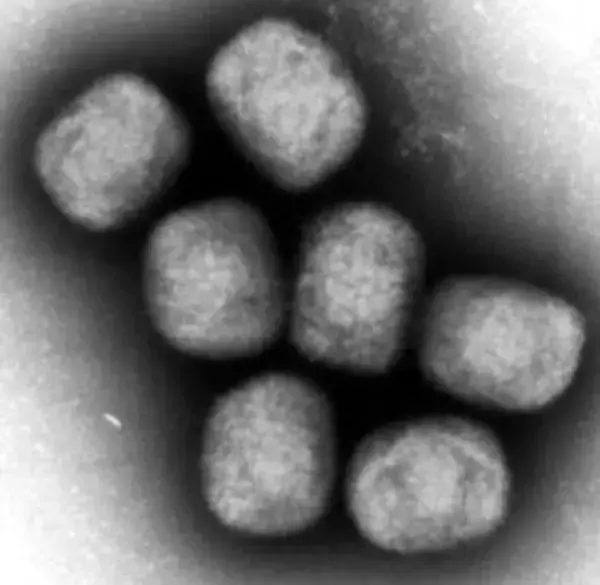 AU、エムポックス緊急宣言終了　新規感染者数減少で拡大抑止