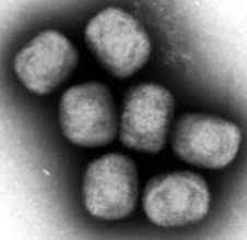 AU、エムポックス緊急宣言終了　新規感染者数減少で拡大抑止