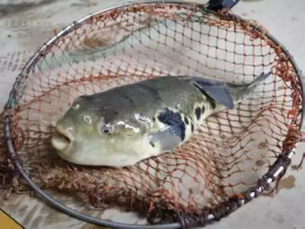 酒かすでうま味増す「ほろ酔い」フグ　山口、地酒入り口に養殖ブランド化へ