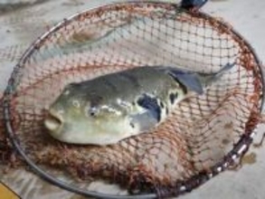 酒かすでうま味増す「ほろ酔い」フグ　山口、地酒入り口に養殖ブランド化へ