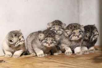 「世界最古」希少ネコ5匹誕生　神戸、すくすく成長中