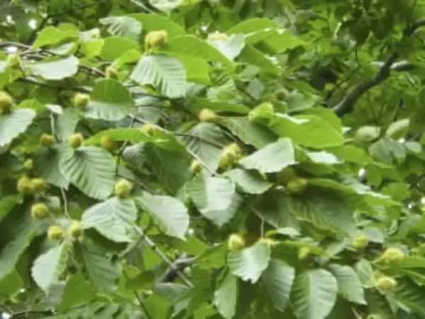 再来年も凶作？クマ出没に警戒　ブナの実隔年周期、秋田県調査