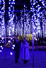 光と香りのイルミ、大藤棚を再現　栃木「あしかがフラワーパーク」