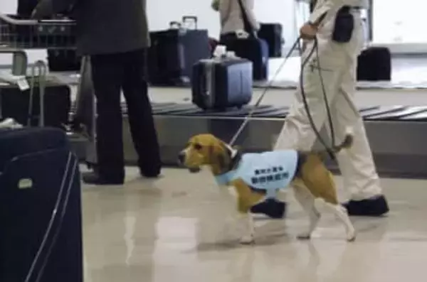 アフリカ豚熱へ警戒強化、農水省　都道府県に防疫の徹底要請