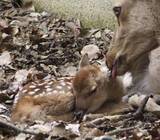 「奈良公園にシカの赤ちゃん　今年初、親子とも元気」の画像1