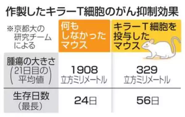 iPSで固形がん抑制細胞作製　京大研究チーム、マウスで確認