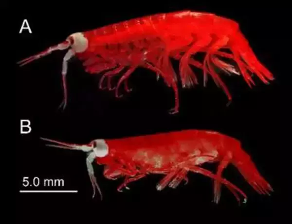 巨大な目の新種のヨコエビ発見　深海に適応か、鹿児島大