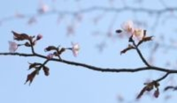 北海道釧路市で日本一遅い桜開花　桜前線が約4カ月で列島縦断