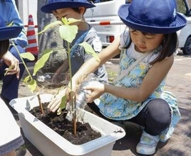 ヒマワリ育て「交通安全の輪を」　事故犠牲の男児育てた種受け継ぎ