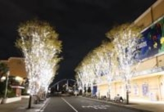 バイオ燃料で街路樹点灯　USJ、廃棄の食用油使用