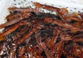 スルメイカ漁、再度増枠を検討　停止命令の漁業者救済、水産庁