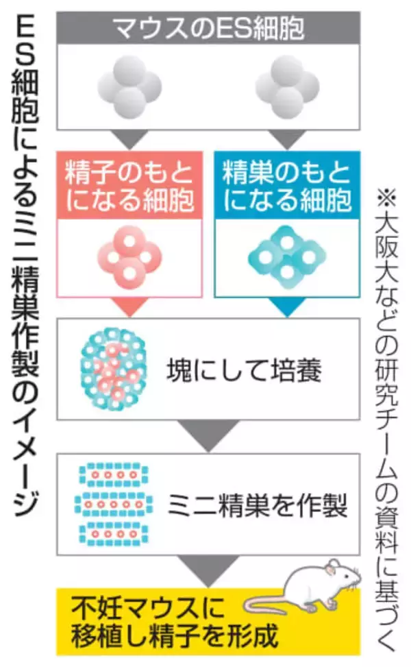 マウスES細胞で精巣作製　精子から子も誕生、大阪大